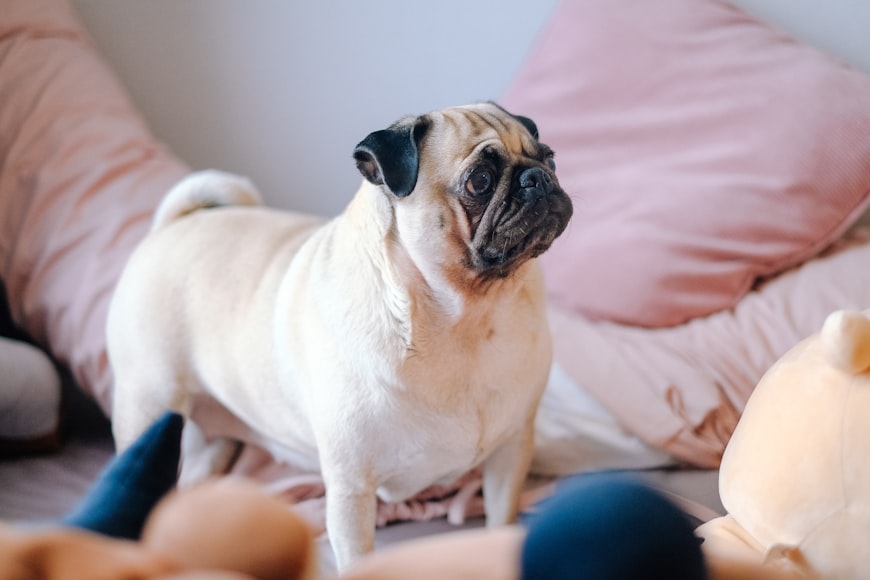 Signs Your Dog May Be Overweight
