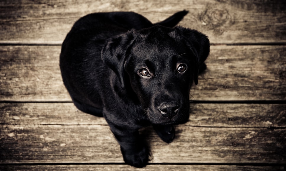 How to Help Your Dog Lose Weight