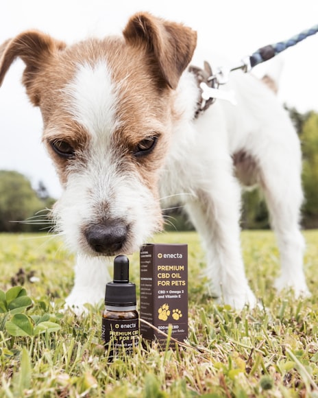 CBD for Dogs: Potential Benefits