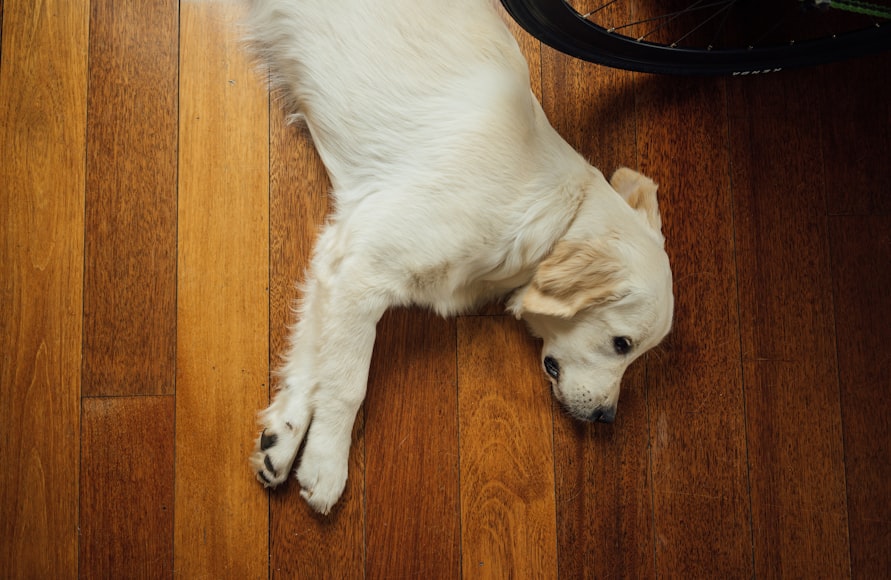 Types of Dog Relaxers