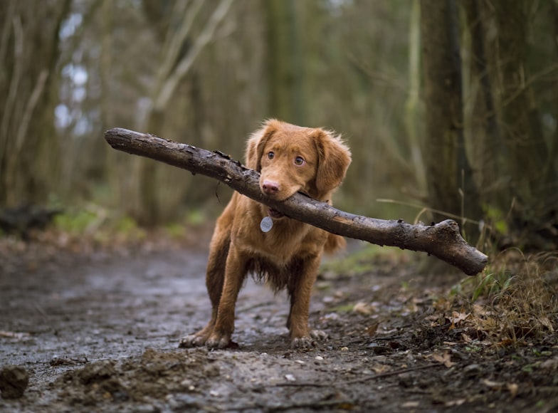 Outline of Essential Information on Finn Pets