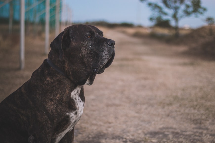 Carprofeno Perros: Información y Dosis