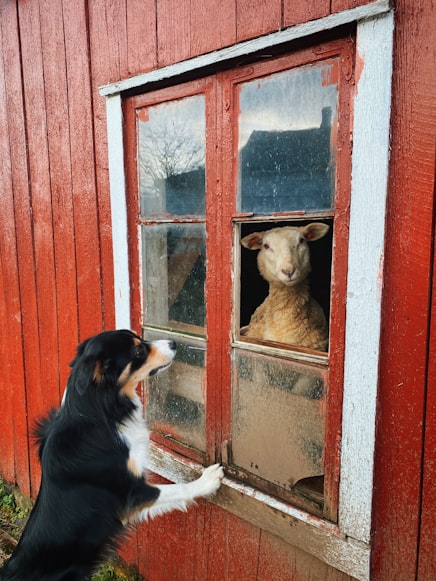 What is The Farmer's Dog?