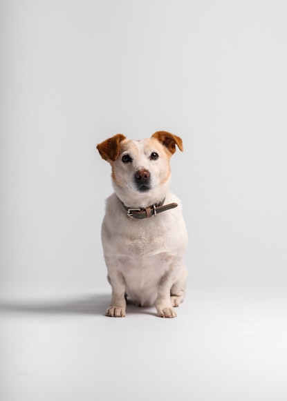 Health Risks of Canine Obesity