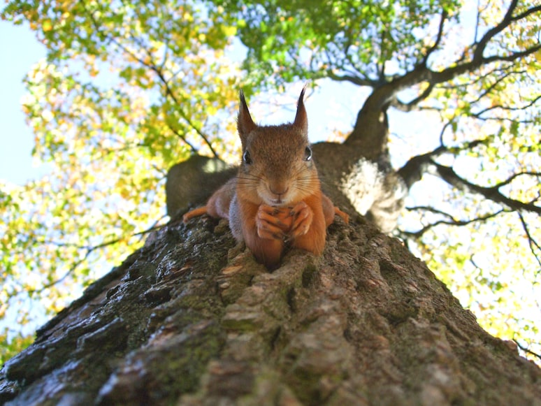 1. Understanding the Need for Animal Ointments