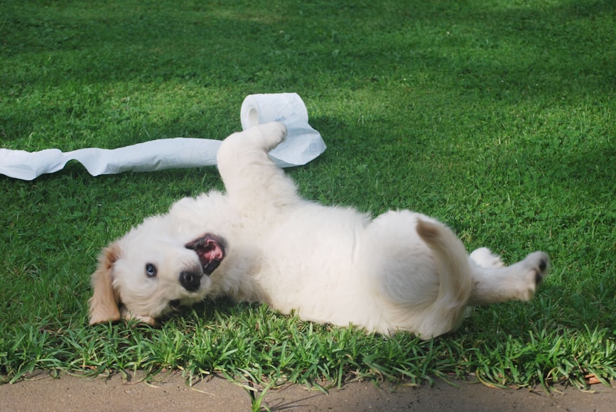 Causes and Solutions for Excessive Itching in Puppies