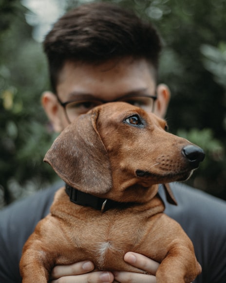 Understanding Dog Aggression Towards Strangers